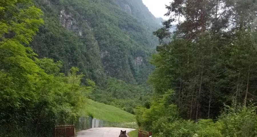 Grigno, un giovane orso a spasso a due passi dal Brenta