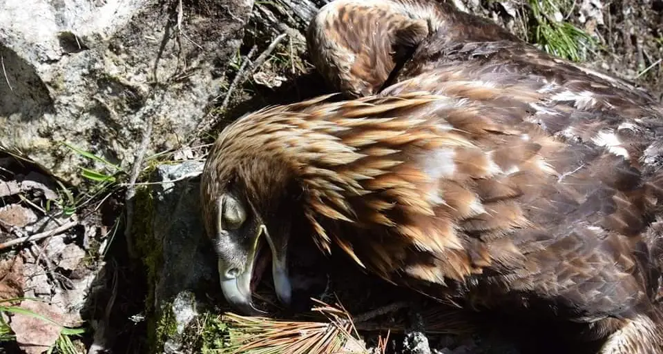Aquila reale uccisa nel nido, ricompensa per chi scopre il responsabile