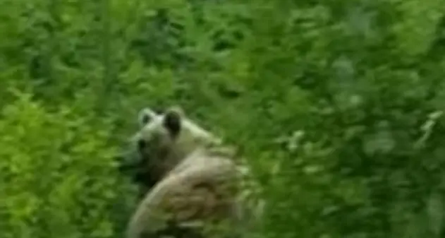 Mamma orsa con i cuccioli fotografata a Mandrea