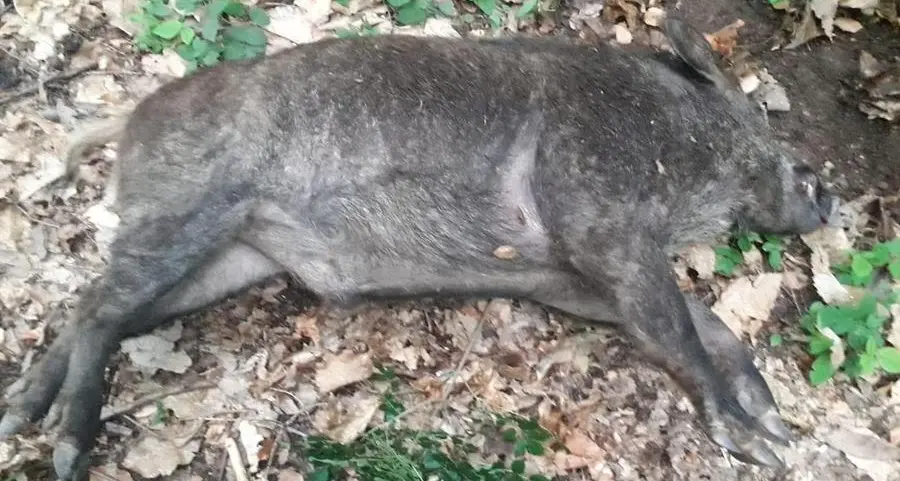Partita la caccia al cinghiale contro la sua proliferazione