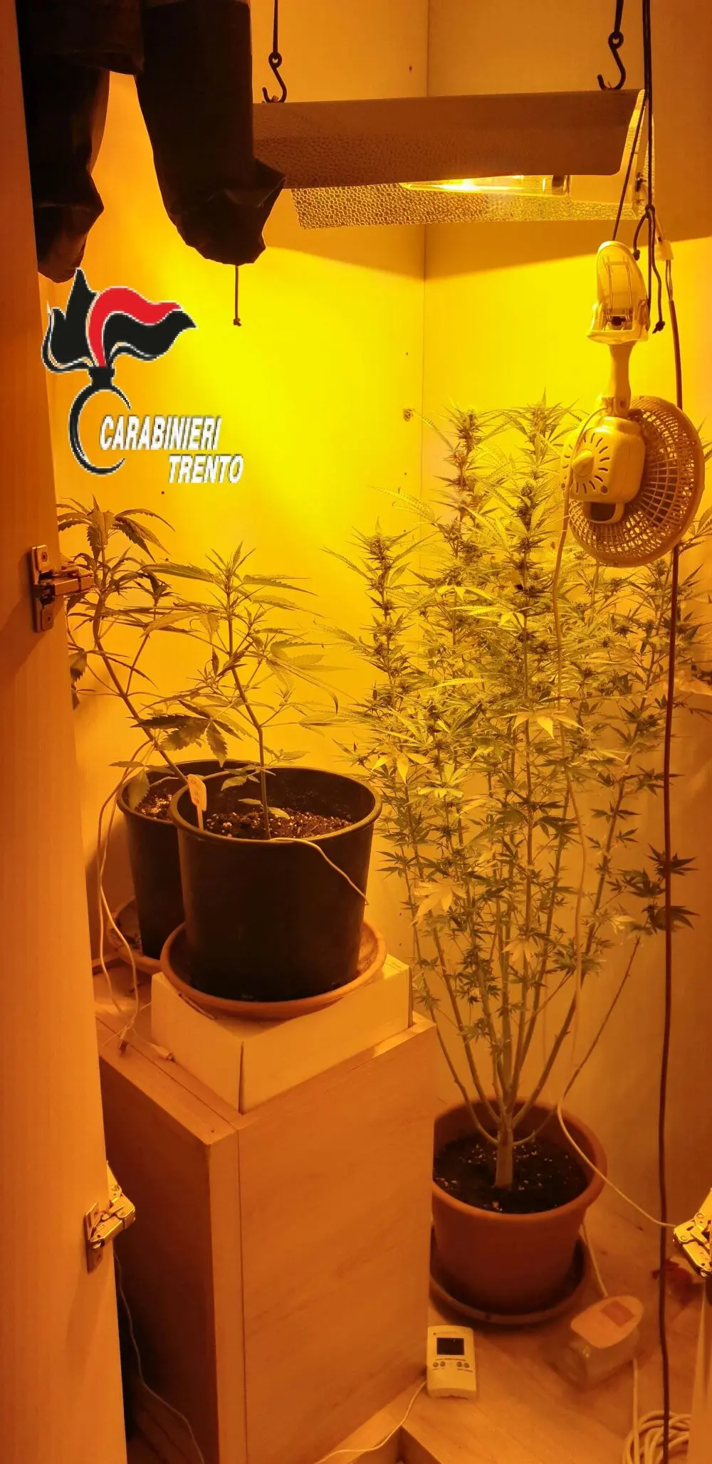 Arco, armadio trasformato in serra per coltivare cannabis, denunciato un sedicenne