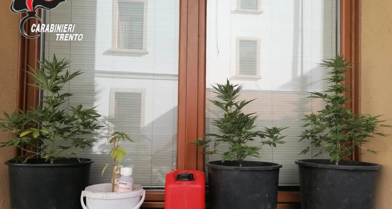 Trento, coltivano marijuana nel casale disabitato, due minorenni scoperti dai carabinieri