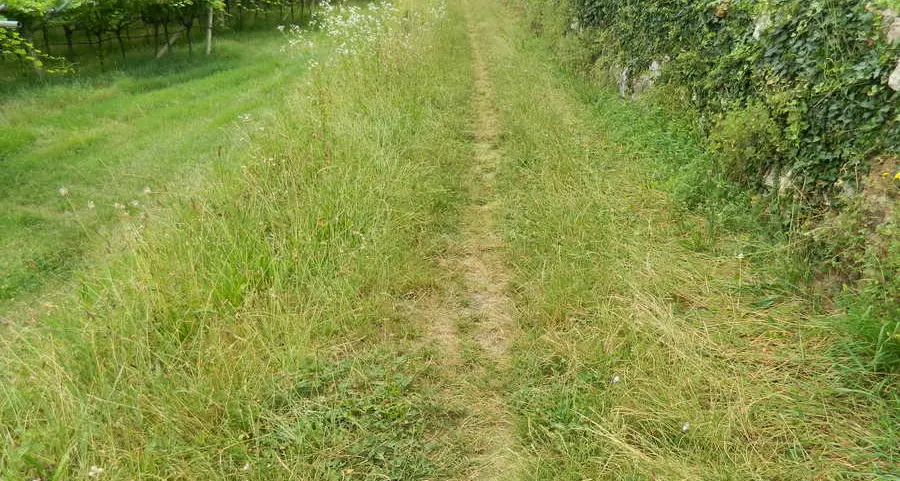 A Madruzzo la passeggiata è allo stato brado