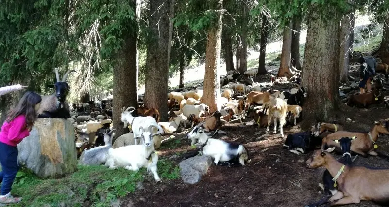 «La montagna non è quella di Heidi, il lupo è reale»