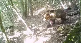 Orso M49, il Wwf chiede una nuova occasione in natura
