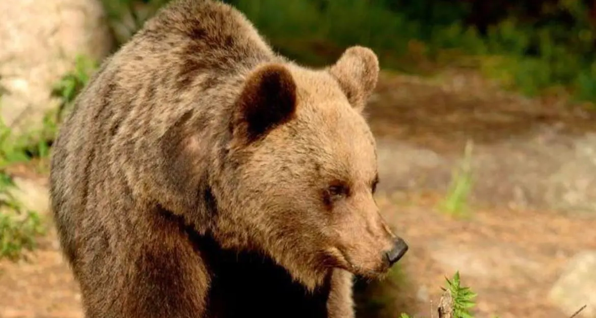 Orso M49, prosegue il monitoraggio dei forestali sul Monte Marzola