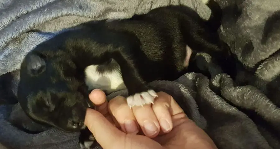 Cagnolini uccisi in strada a martellate: si indaga