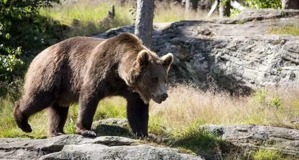 La nuova beffa dell'orso M49: si è tolto il radiocollare