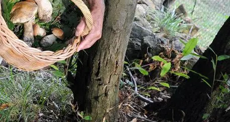 Campiglio, cercatore di funghi si perde nei boschi