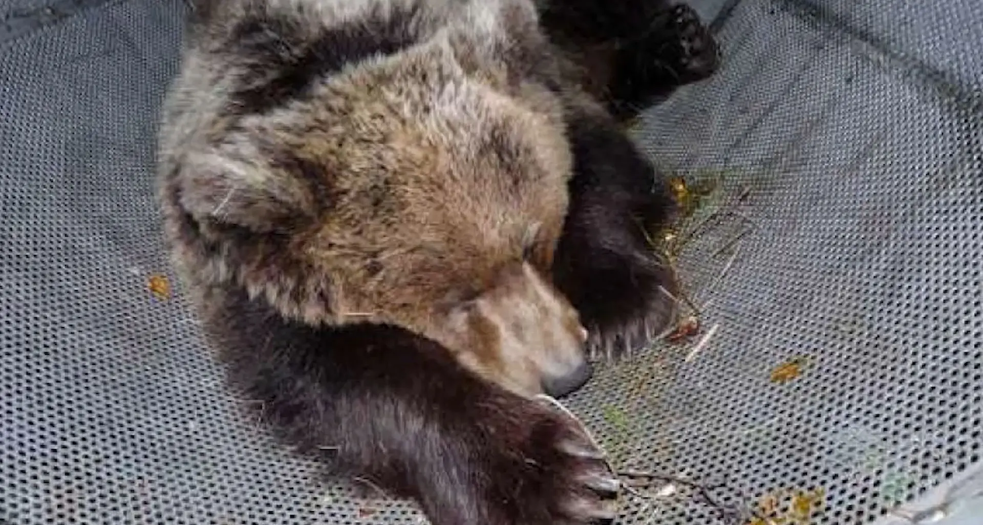 In Trentino 80 lupi e 100 orsi, Fugatti avverte: sono troppi