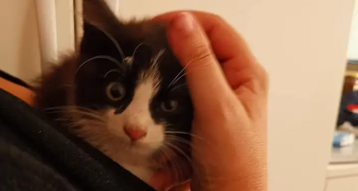 I poliziotti salvano un gattino sulla Mebo