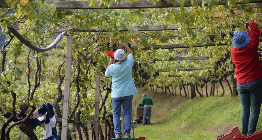 «Bianchi con aroma e gusto una vendemmia perfetta»