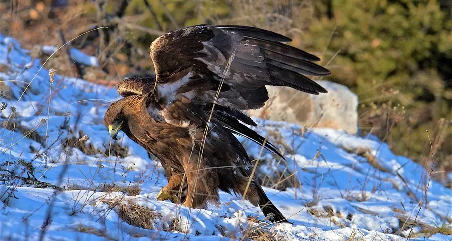 Nel cielo del Parco volano dieci coppie di aquile