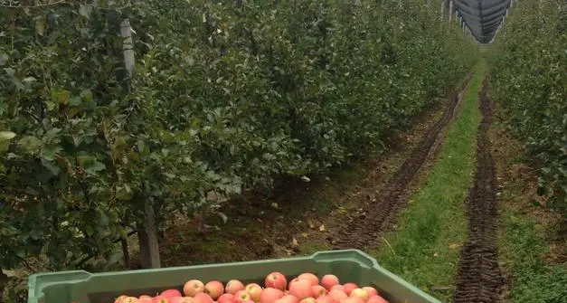 Coronavirus, in Trentino 5 casi fra i raccoglitori di frutta: possono lavorare lo stesso