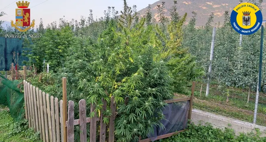 Trento, coltiva marijuana mentre è a casa in quarantena per il Covid