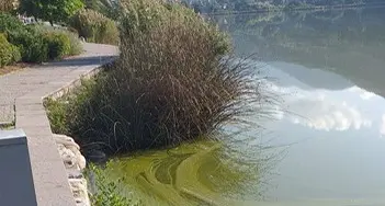 Fioriscono le alghe, il lago si colora di verde