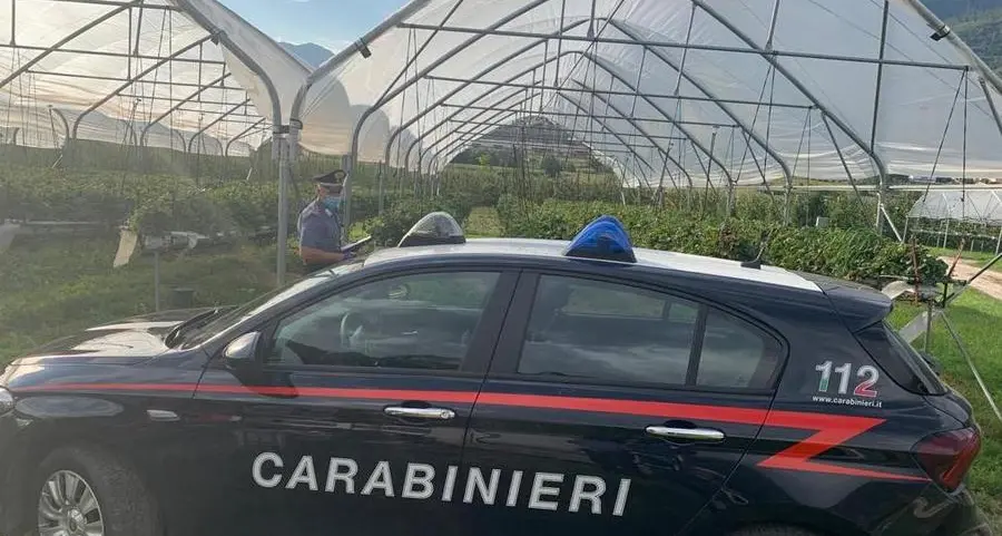 Rubano acqua al Comune per irrigare le fragole