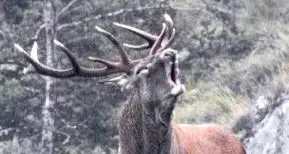 Mezz’ora ad ascoltare il bramito dei cervi