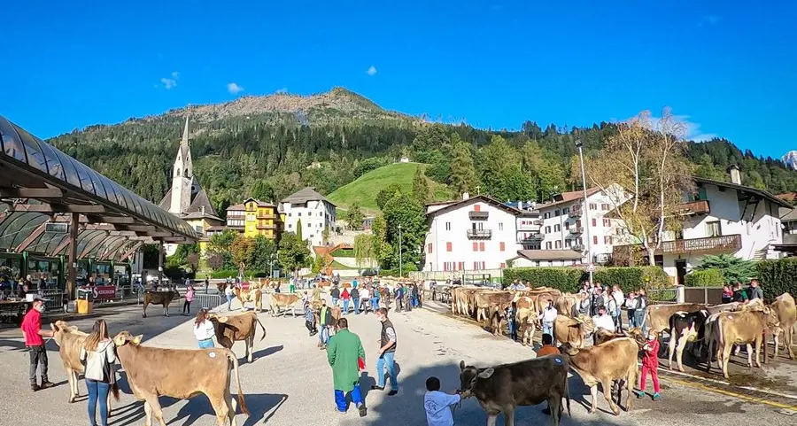 Una mostra bovina senza la festa del “desmontegar”