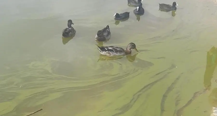 Seduti al tavolo per discutere della salute del lago della Serraia