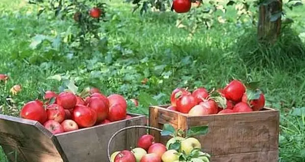 Il torggelen in salsa nonesa per festeggiare il raccolto