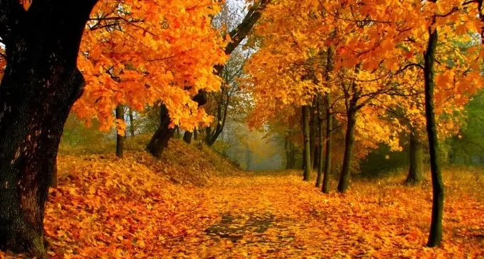 Foto e poesie con i colori del “foliage”