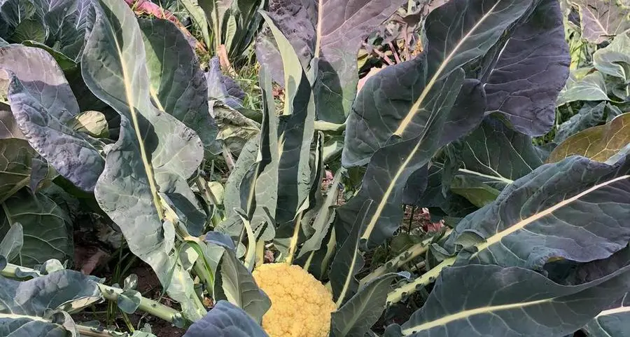 Una domenica alla scoperta del broccolo