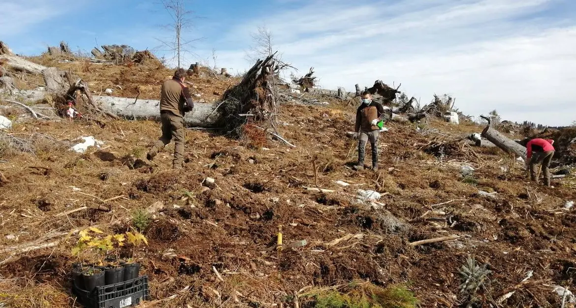 Due anni da Vaia, in Trentino saranno piantati 1,5 milioni di nuovi alberi
