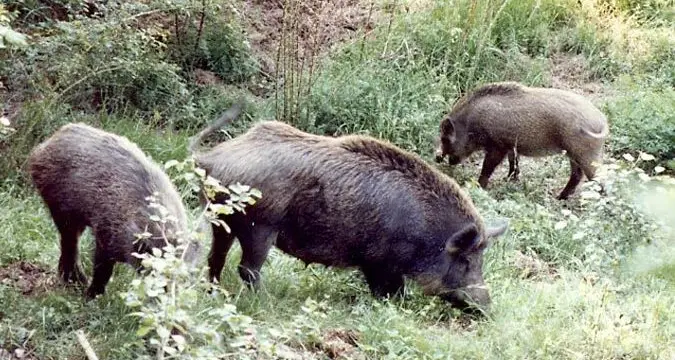 Ridurre i cinghiali come argine contro la peste suina