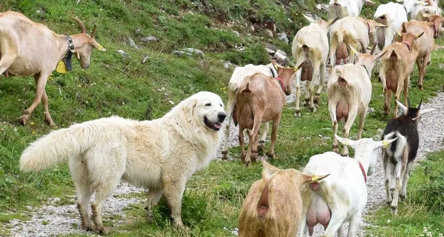 Giorni tranquilli in malga grazie ai pastori abruzzesi