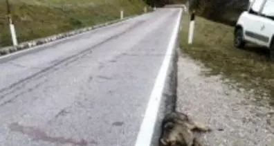 Junger Wolf im Trentino überfahren