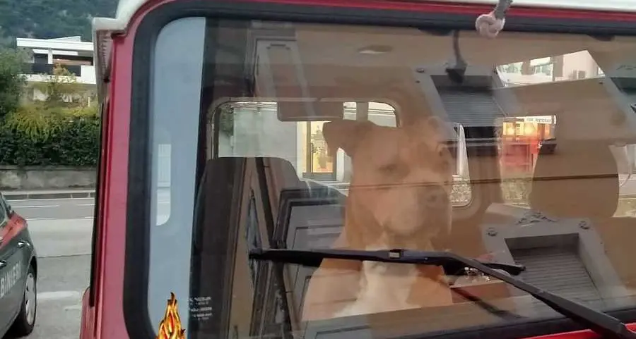 Dal gatto “covid” al pitbull scappato: pompieri in azione