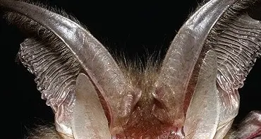 Nel Parco Paneveggio 20 specie di pipistrelli