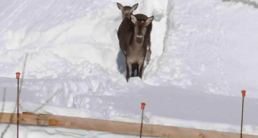 Caccia chiusa nelle aree più innevate