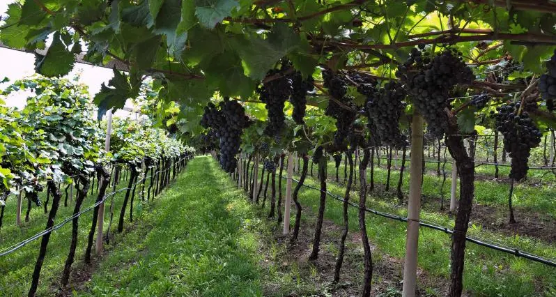 Fa pipì fra le vigne e viene multato: il giudice lo “assolve”