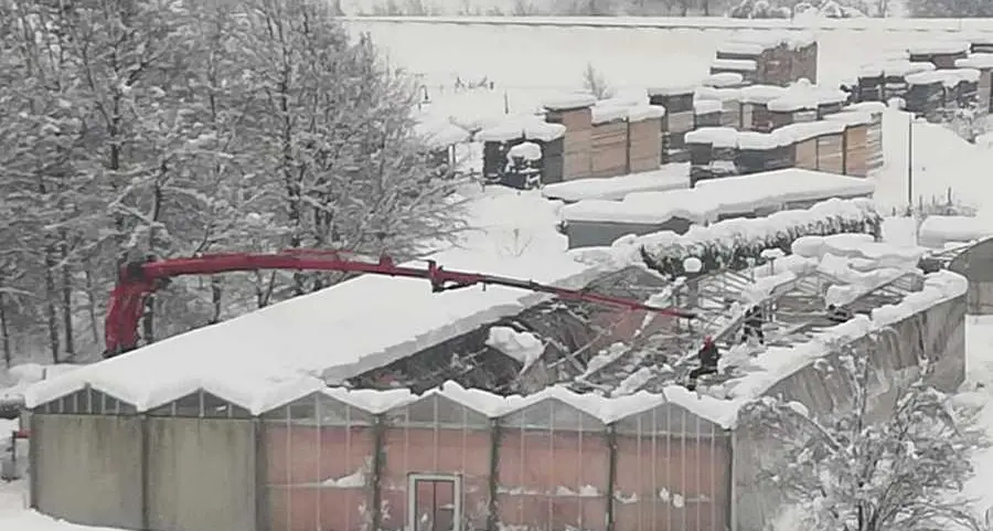 La neve fa collassare le serre di fiori e piante