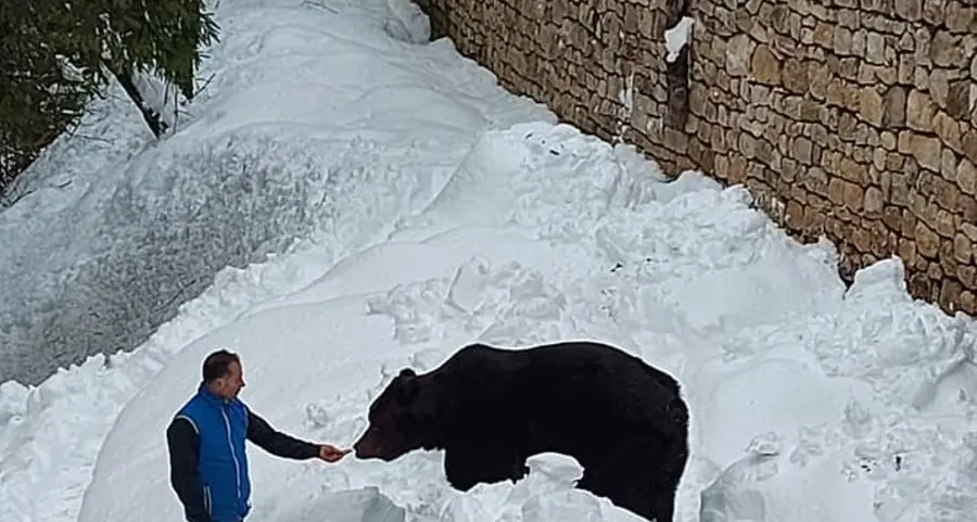 I pasti dell’orso assicurati anche per quest’anno