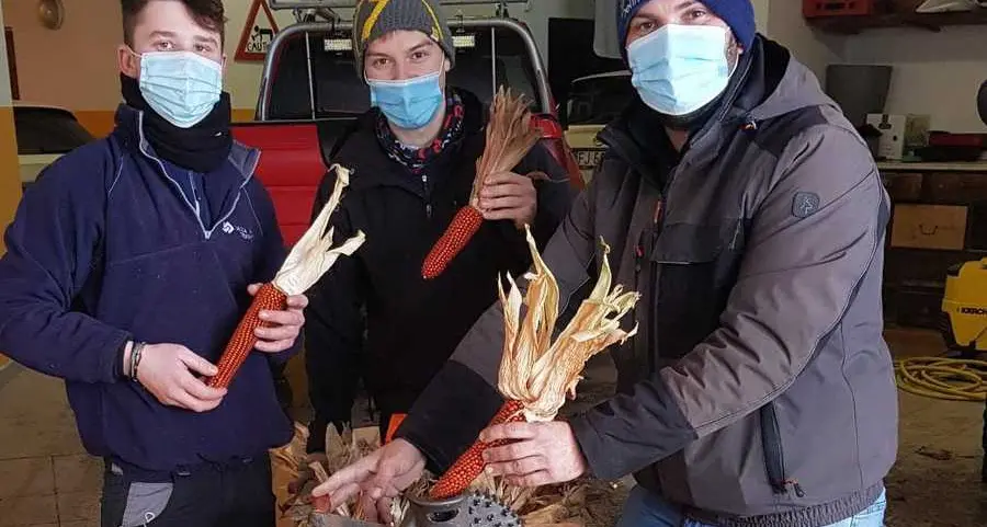 Nella distesa di meleti spunta un campo di mais