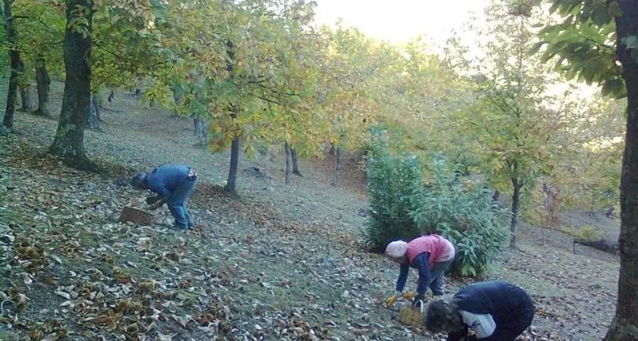 «Serve un Parco Castanicolo»