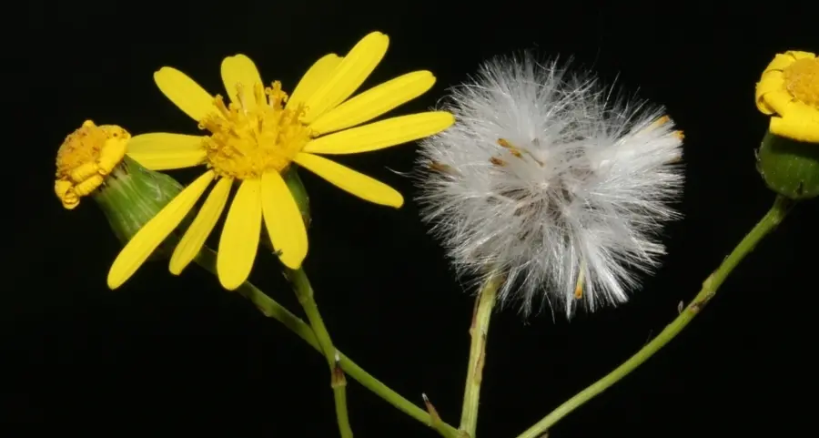 L’invasione delle piante aliene al Giovedì della Botanica