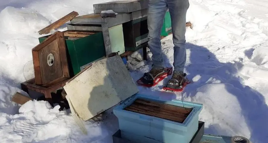 Casette e una nuova norma per salvare le api dall’orso