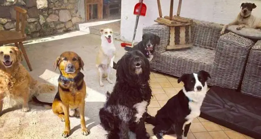 Mollo tutto e vado a vivere con cani, capre e conigli