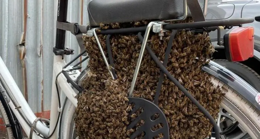Le api fanno l’alveare sulla bicicletta
