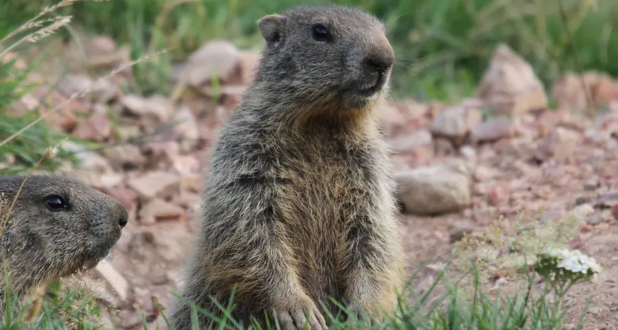 Contadino cattura la marmotta con la tagliola e la uccide a badilate