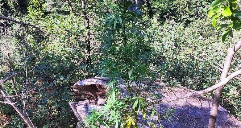 Piante di marijuana scoperte nel bosco del Renon
