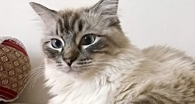 Gattini seviziati: la conferma del veterinario