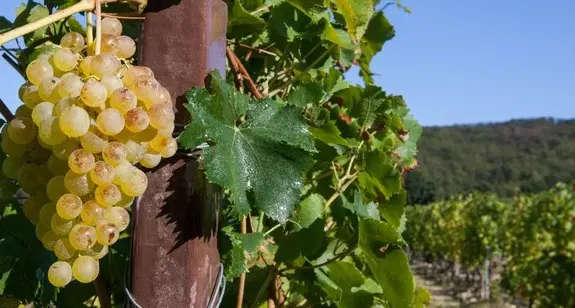 Vini d’Italia, tra i migliori anche sei etichette regionali