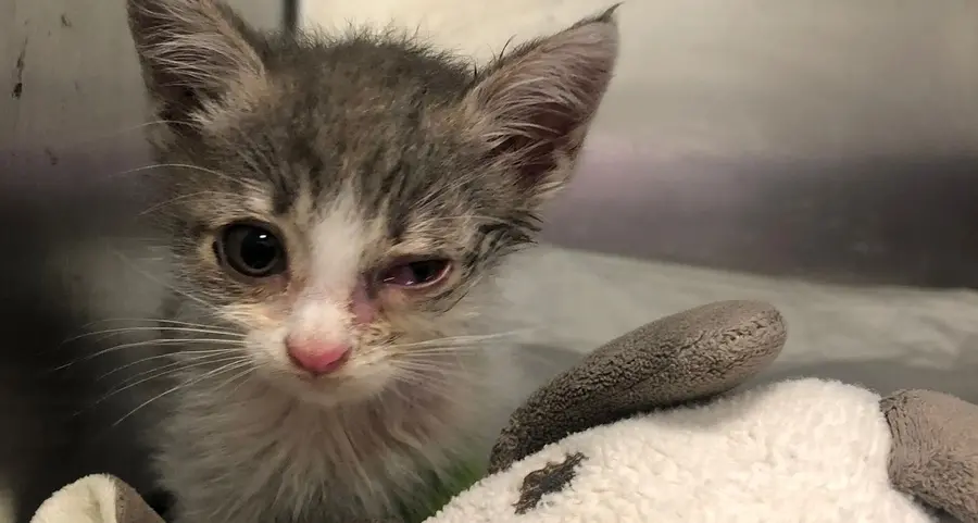 Ce l’ha fatta Tamy, la gattina lanciata da un’auto in corsa a Bolzano