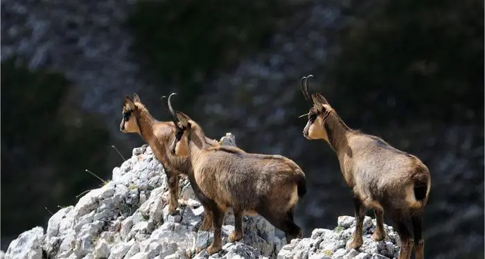 Scambiano i camosci per lupi: due escursioniste danno l'allarme dopo aver avvistato il \"branco\"