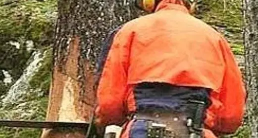 Trambileno, boscaiolo quarantenne ferito: soccorso dall'elicottero